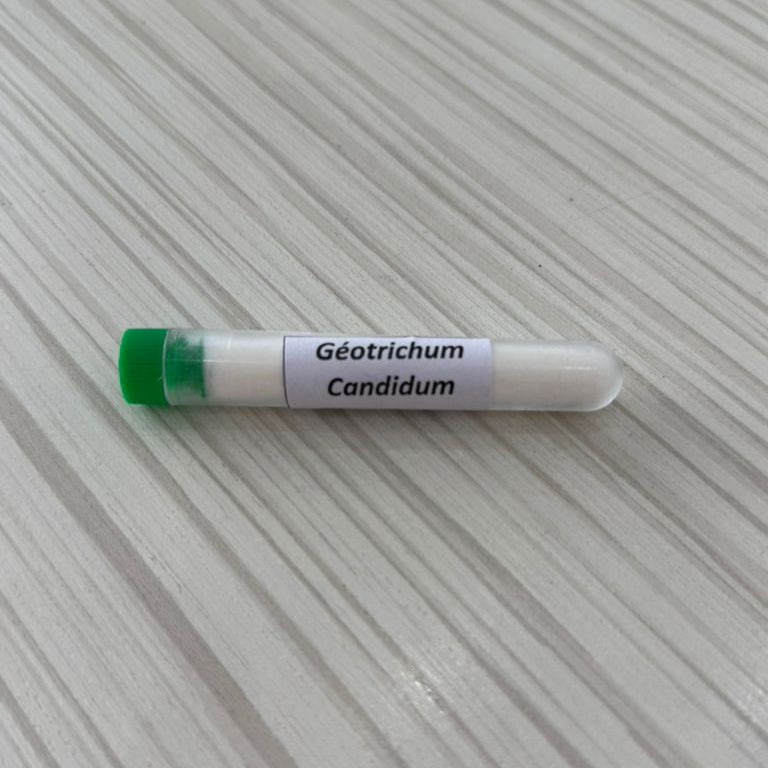 Geotrichum Candidum