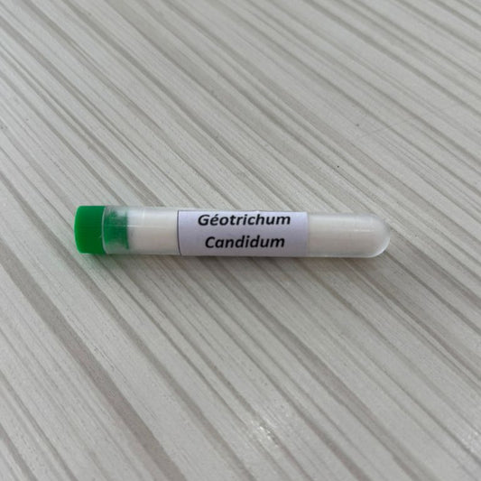 Geotrichum Candidum